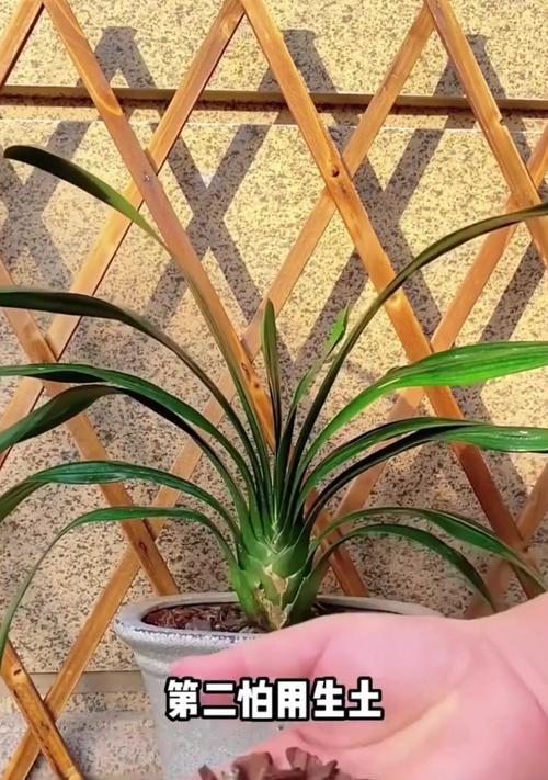 君子兰植料兰花的养护技巧是什么？