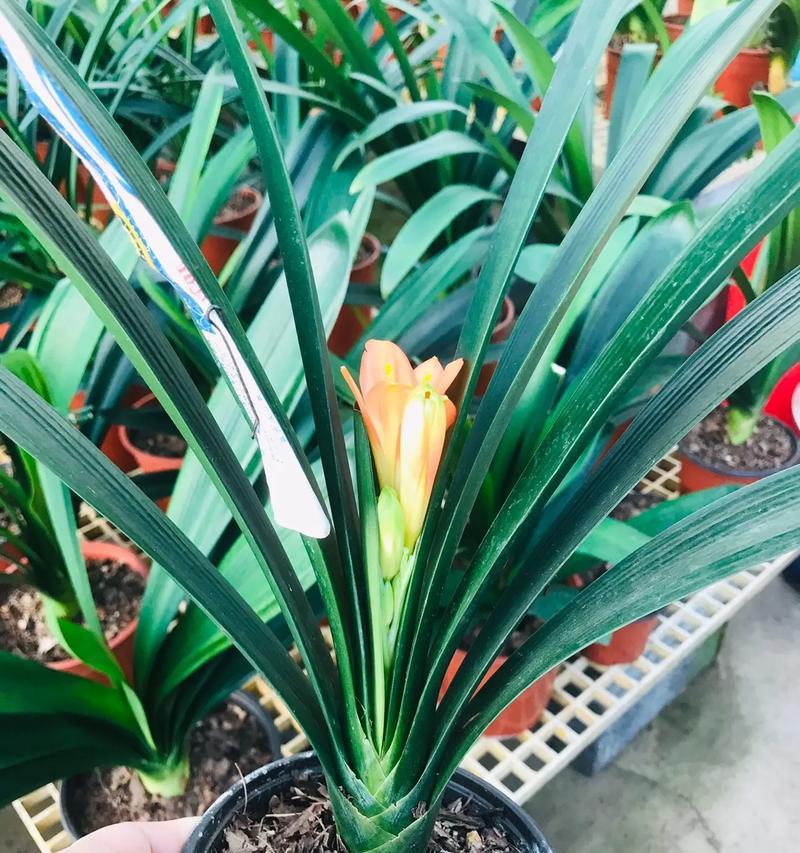 君子兰植料兰花的养护技巧是什么？
