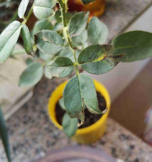 玫瑰花小盆栽出现扭扭现象的原因是什么？