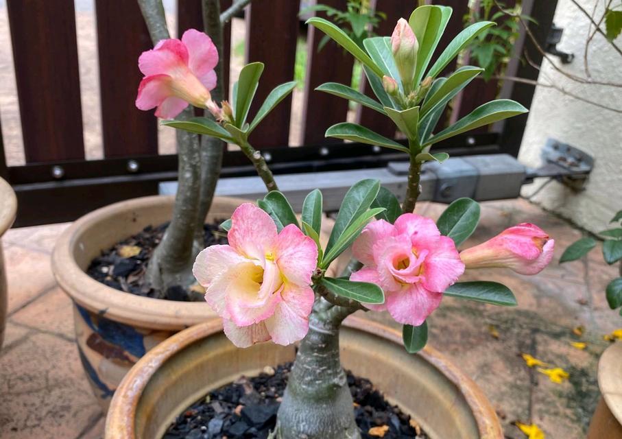 玫瑰花小盆栽出现扭扭现象的原因是什么？