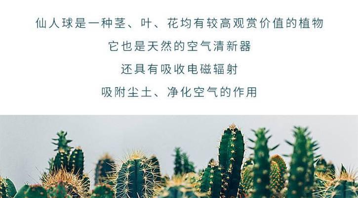 大叶子仙人球的养护秘诀是什么？