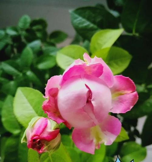 玫瑰花龙卷花的养殖技巧？如何保持其美观？