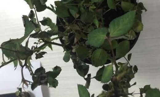 玫瑰花龙卷花的养殖技巧？如何保持其美观？