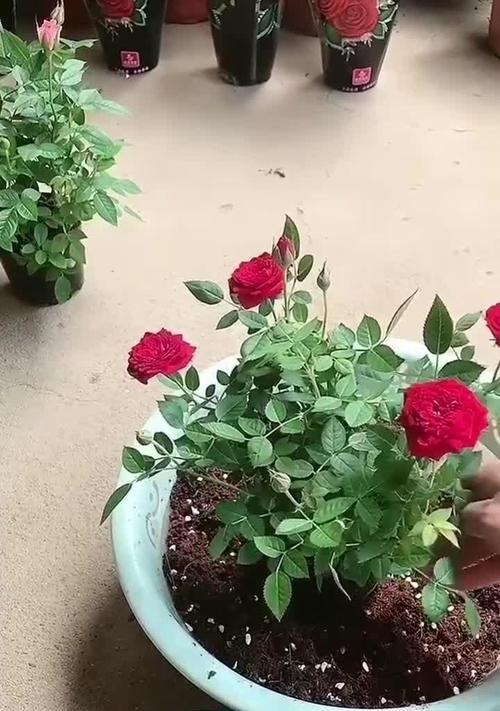 玫瑰花龙卷花的养殖技巧？如何保持其美观？