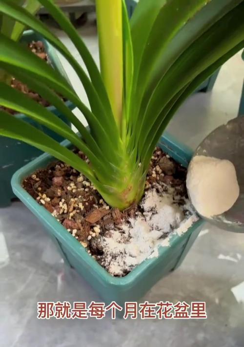 君子兰小种球种植方法是什么？