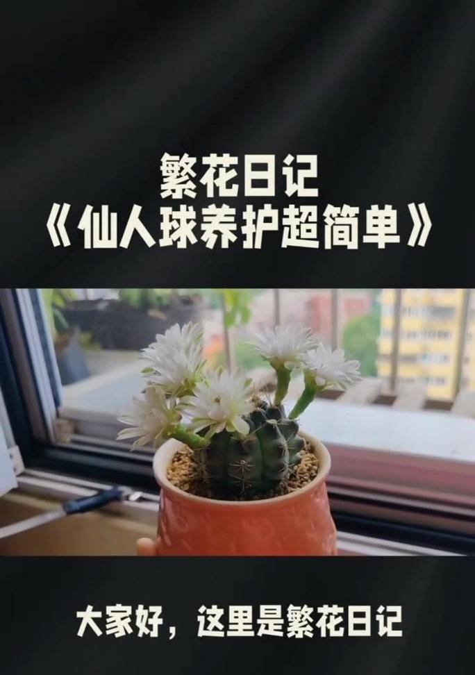 仙人球在家中如何养护？