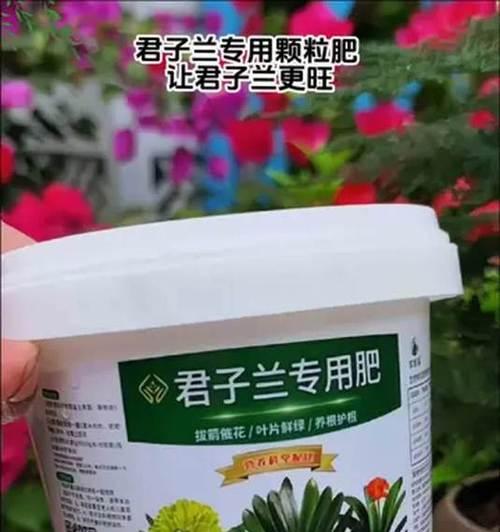 君子兰每月都需要施肥吗？原因是什么？