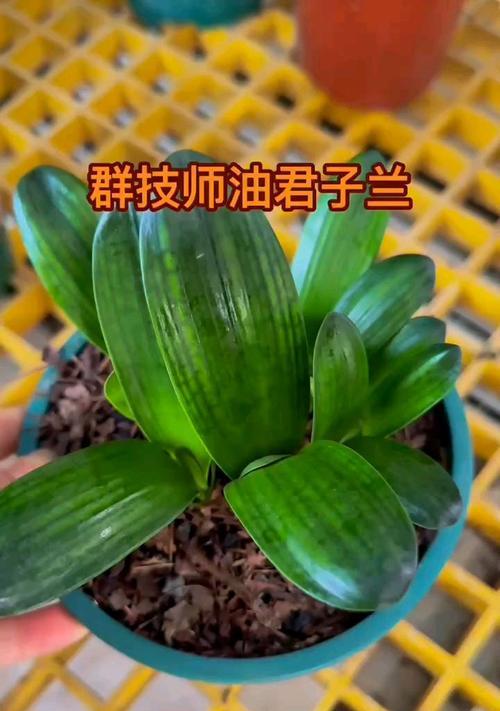 君子兰技师这个品种有什么特点？君子兰技师的独特之处在哪里？