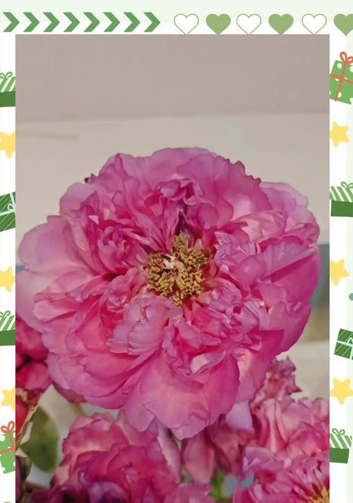 牡丹花养护对老人家有何特别之处？如何确保牡丹花健康生长？