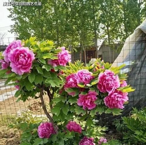 牡丹花养护对老人家有何特别之处？如何确保牡丹花健康生长？