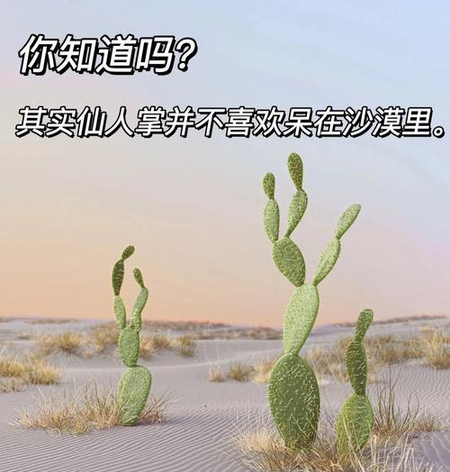 修剪后的仙人掌球如何促进生根？有哪些有效的方法？