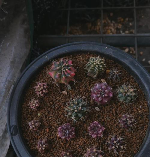 修剪后的仙人掌球如何促进生根？有哪些有效的方法？