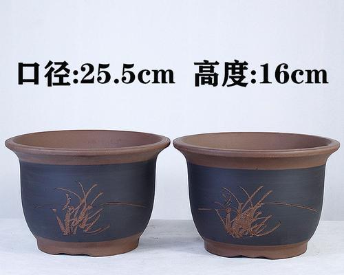 大号陶瓷盆适合君子兰吗？如何正确养护？