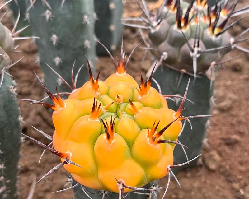 碎玉米仙人球怎么种？有哪些种植技巧？