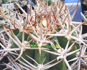 碎玉米仙人球怎么种？有哪些种植技巧？