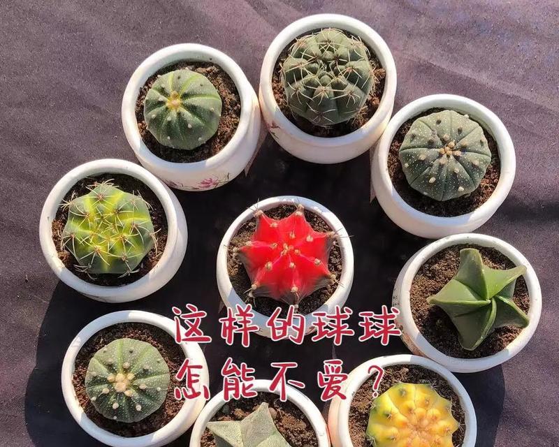 碎玉米仙人球怎么种？有哪些种植技巧？
