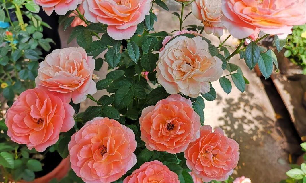 室内玫瑰花养护有哪些要点？
