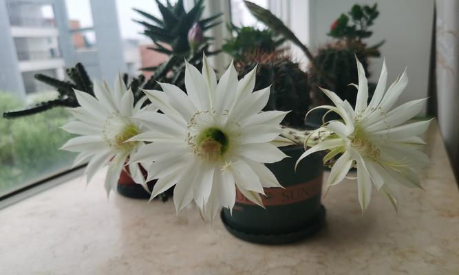 仙人球盆栽开白花是正常现象吗？可能的原因是什么？