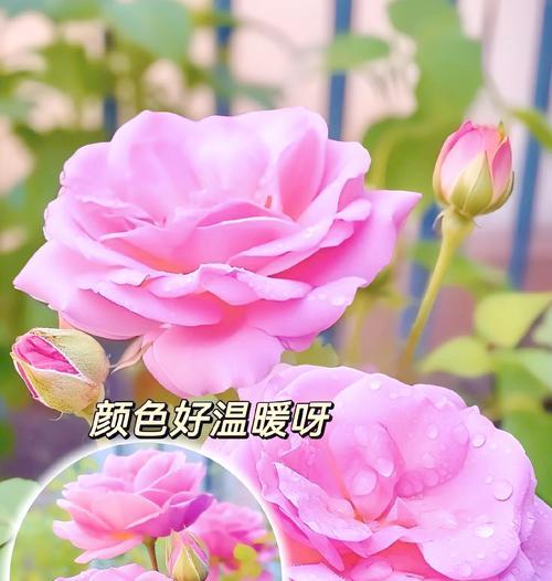 新购玫瑰花的正确养护流程是什么？