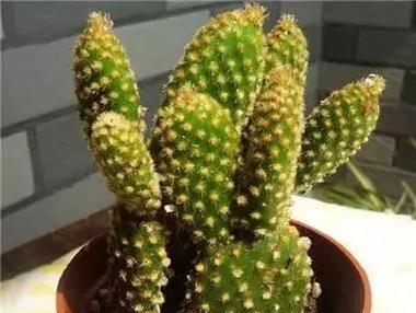 荧光绿仙人球属于哪种品种？