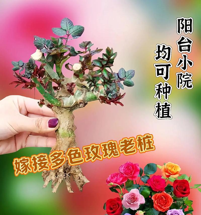 大水桶玫瑰花的养护技巧有哪些？怎样才能养得更好？