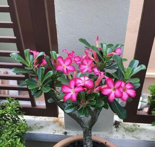 大水桶玫瑰花的养护技巧有哪些？怎样才能养得更好？