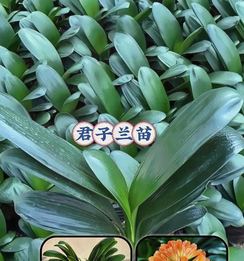 君子兰不长新叶子怎么办？如何促进新叶生长？