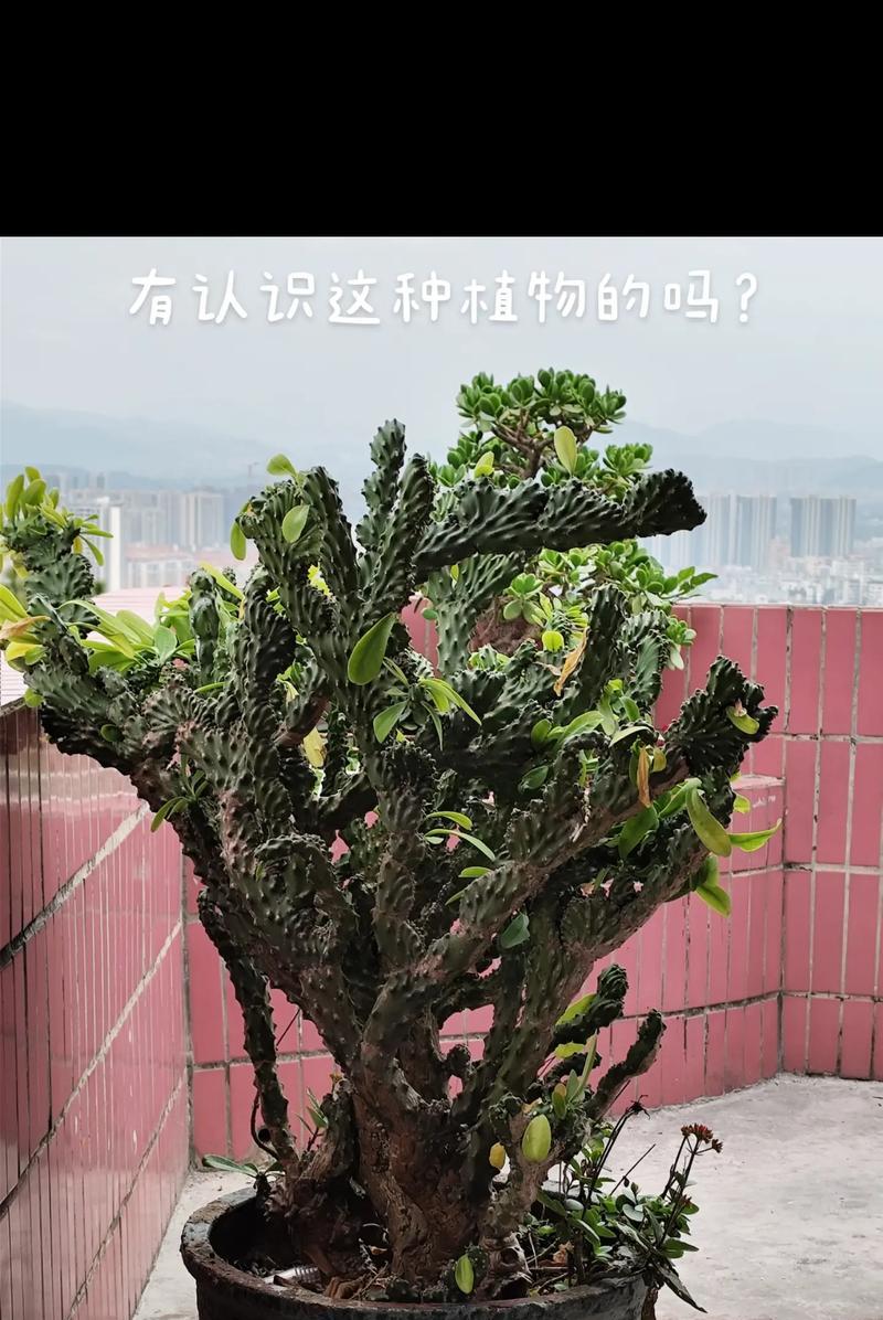 仙人掌长出小掌叶子是正常现象吗？如何处理？