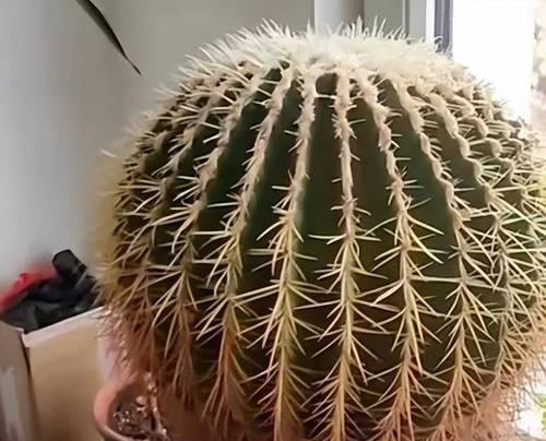 金虎仙人球不开花的原因是什么？如何促进开花？