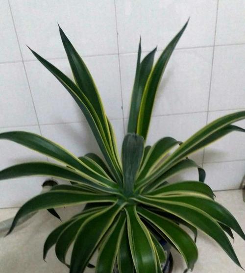 金虎仙人球不开花的原因是什么？如何促进开花？