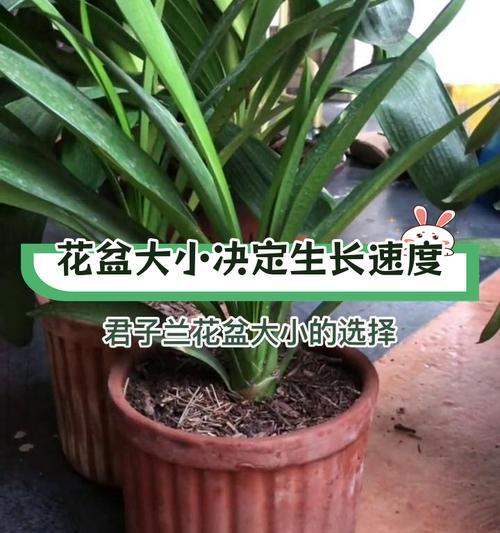 君子兰品种颜色选择技巧是什么？