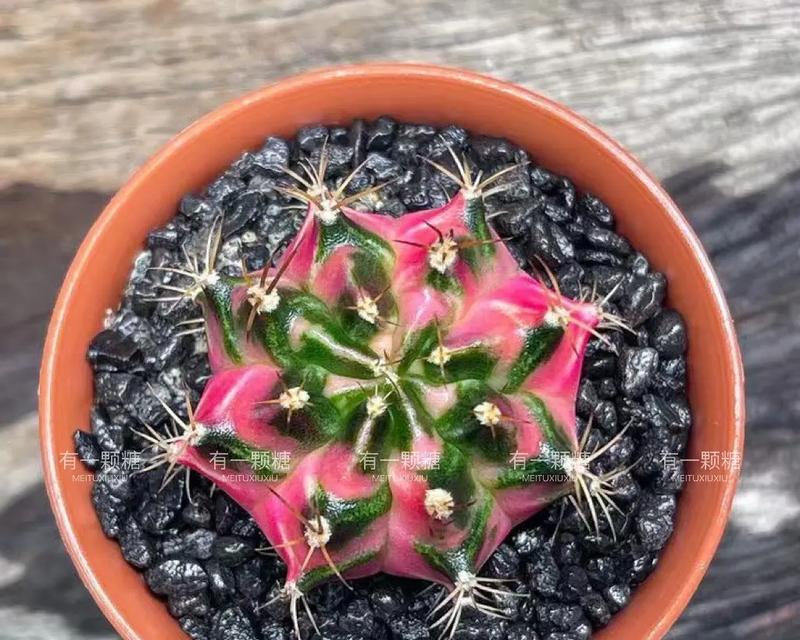 盒子里的仙人球是什么品种？
