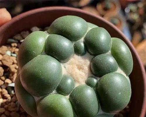盒子里的仙人球是什么品种？