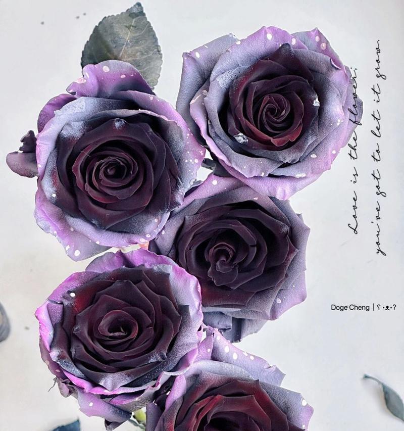 闪耀玫瑰花品种的特点是什么？