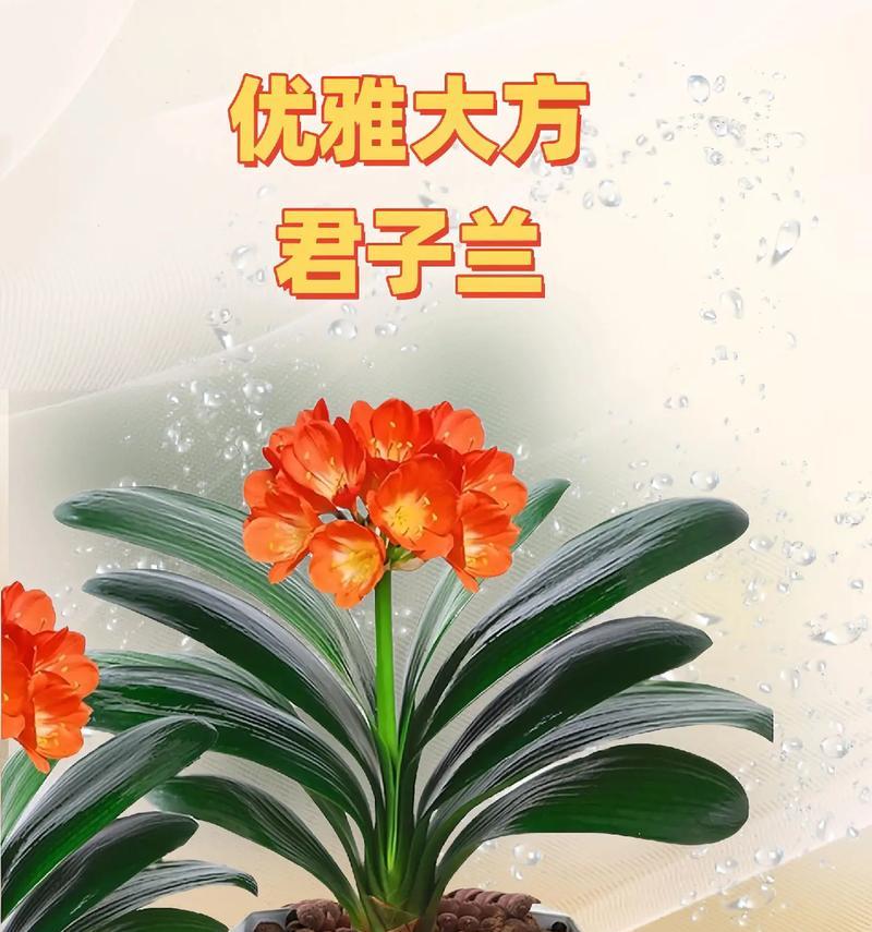 君子兰种子如何获取和种植？