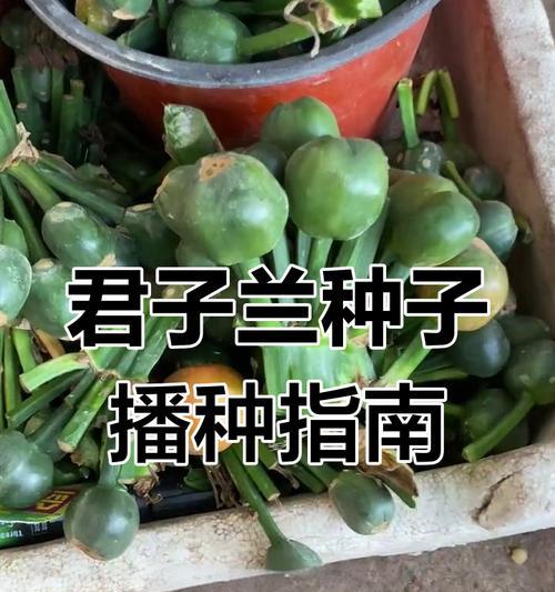 君子兰种子如何获取和种植？