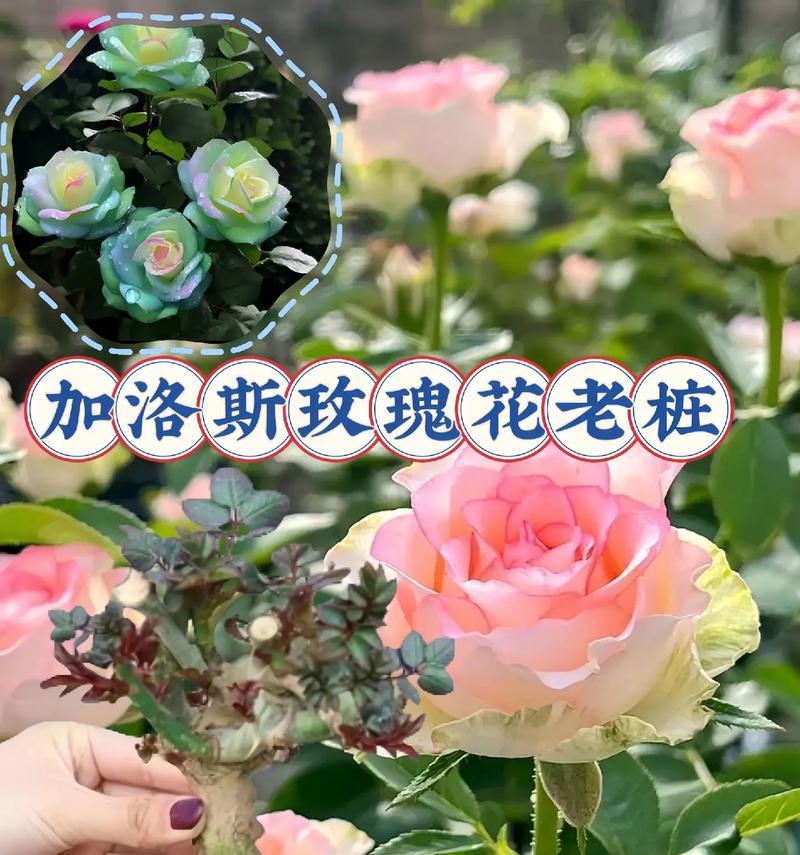 掉下的玫瑰花如何重新种植？怎样提高其存活率？