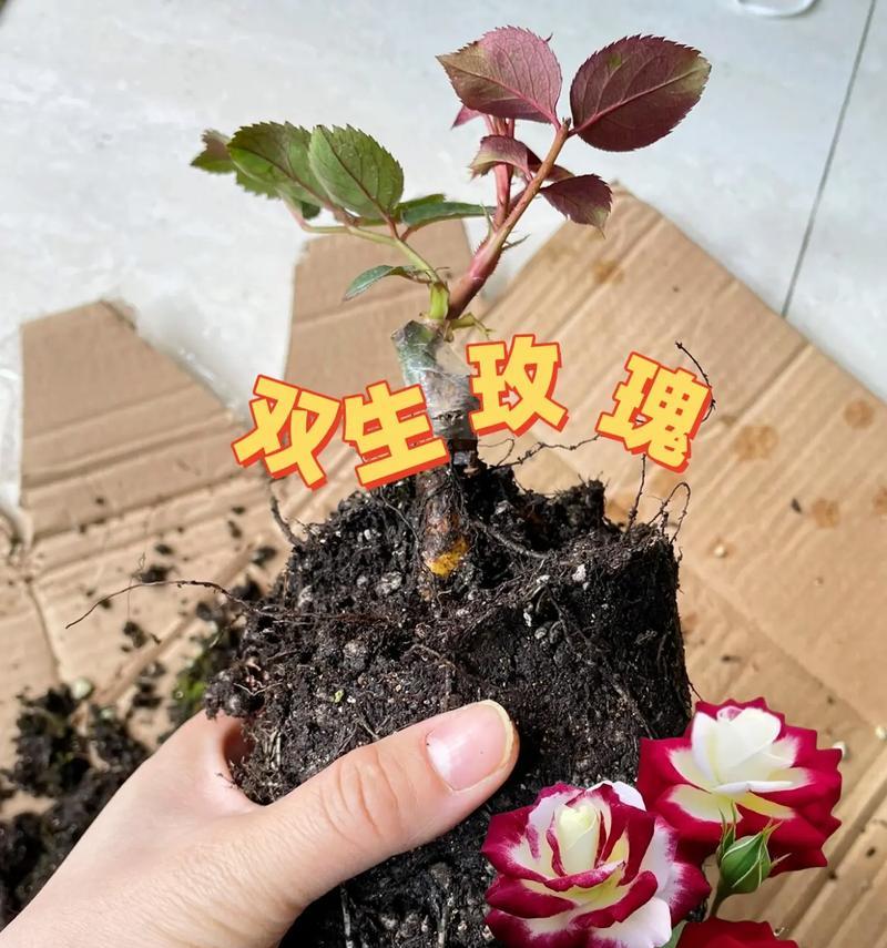 掉下的玫瑰花如何重新种植？怎样提高其存活率？