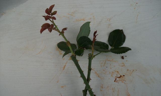盒装玫瑰花的种植方法是什么？如何确保其成活率？