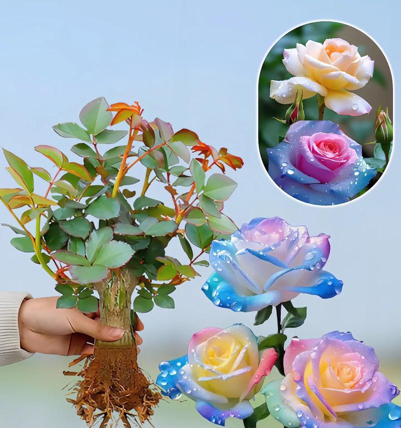 盒装玫瑰花的种植方法是什么？如何确保其成活率？
