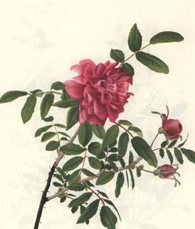 哪本书能帮助了解玫瑰花植物？