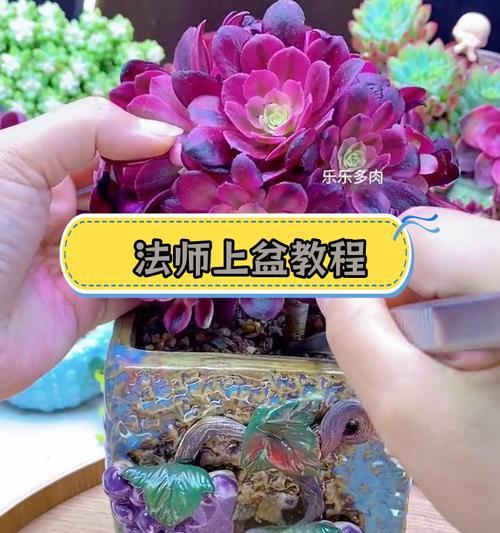 种裸根仙人球的正确方法是什么？需要注意什么？