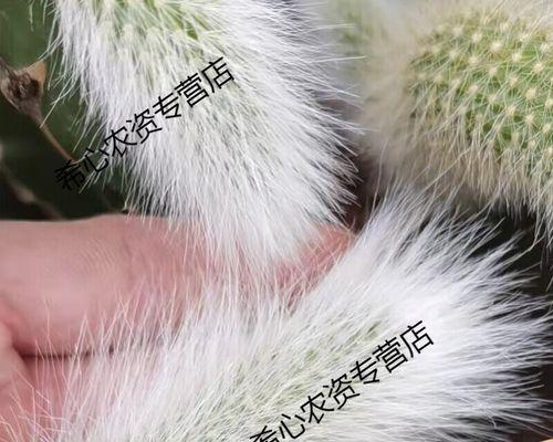 种裸根仙人球的正确方法是什么？需要注意什么？