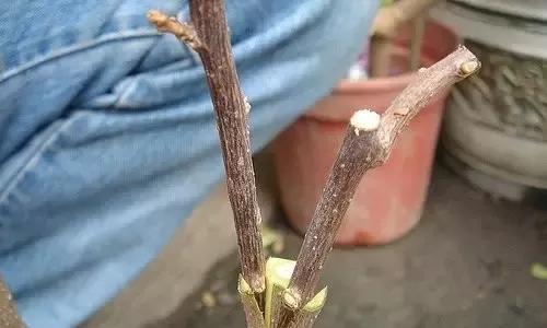 仙人球毛花高柱嫁接的步骤是什么？