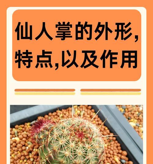 小豆子仙人掌的养殖技巧是什么？如何确保其健康成长？