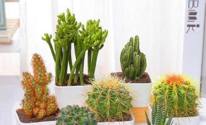 长条盆种植仙人掌的技巧有哪些？长条盆适合种植哪些类型的仙人掌？