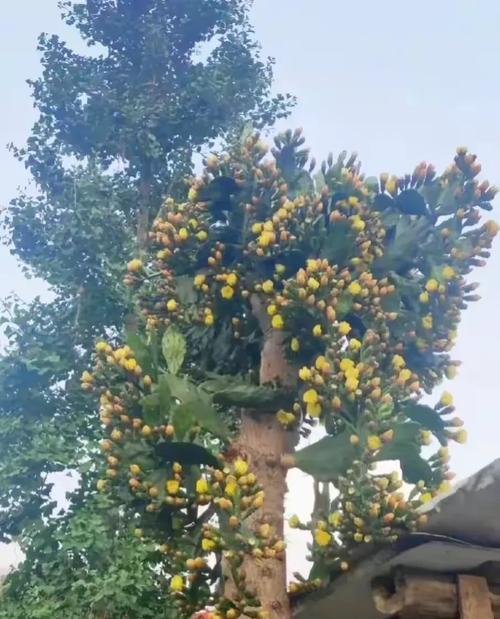 长条盆种植仙人掌的技巧有哪些？长条盆适合种植哪些类型的仙人掌？
