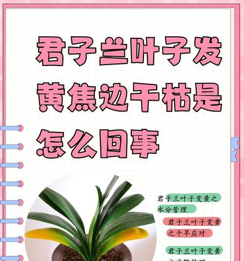 君子兰叶子褶皱不生长的解决方法是什么？