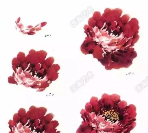 单瓣型牡丹花的图文解释是什么？