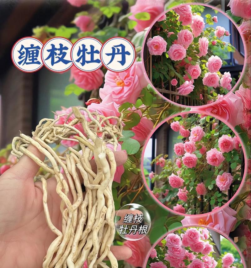单瓣型牡丹花的图文解释是什么？